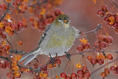 Pine Grosbeak (Pinicola enucleator) female, Ontario, Canada, North America