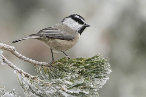 Mountain Chickadee (Poecile gambeli), New Mexico, USA, North America