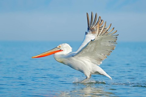 Palican with open wings, hunting animal. Wildlife scene from European nature. Bird and blue sky.