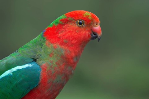 Australian King Parrot (Alisterus scapularis) male, New South Wales, Australia, Oceania