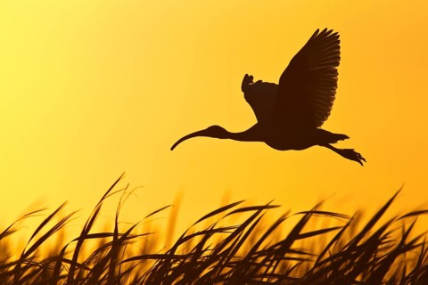 Australian White Ibis (Threskiornis molucca) flying, Victoria, Australia, Oceania