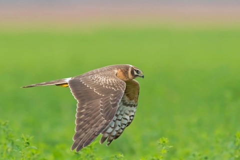 Steppenweihe, Pallid Harrier, Circus macrourus, Busard pâle, Aguilucho Papialbo