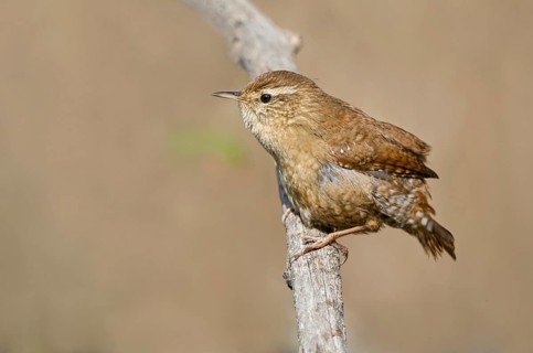 Eurasian Wren (Troglodytes troglodytes) perched on a branch, Aosta Valley, Italy, Europe