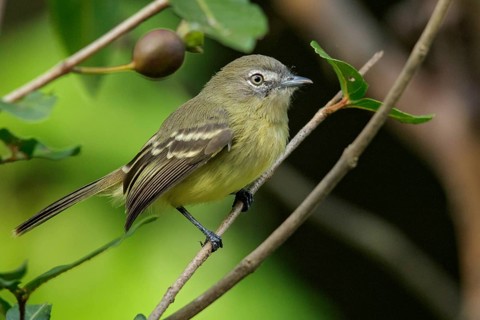 Pale-tipped Inezia (Inezia caudata) perched on a branch in the grasslands of Guyana