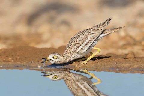Eurasian Stone-curlew (Burhinus oedicnemus) juvenile drinking, Eilat, Israel, Asia