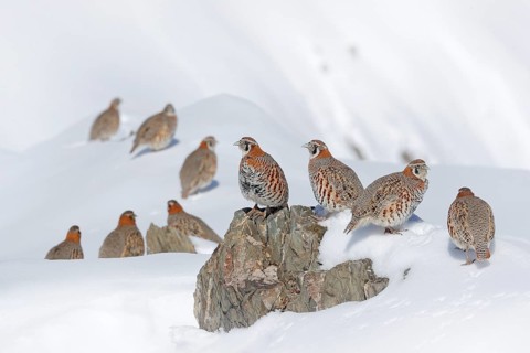 Tibetan Partridge, Perdix hodgsoniae, flock of birds sitting in the snow in the winter mountain.