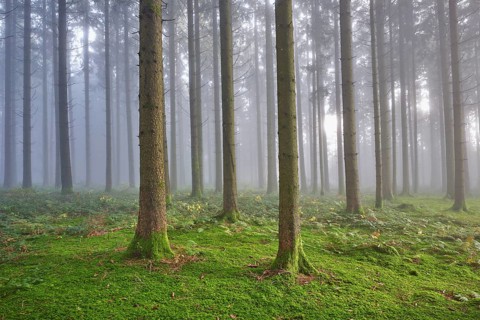 Coniferous forest in fog with moss-covered ground, Horben, Lindenberg, Canton Aargau, Switzerland,