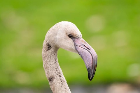 Greater Flamingo (Phoenicopterus roseus) portrait, youngster, captive, Germany, Europe