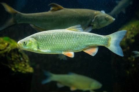 Common rudd (Scardinius erythrophthalmus) swimming under water, Bavaria, Germany, Europe
