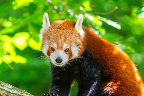 Red panda (Ailurus fulgens) walking on a branch, Germany, Europe