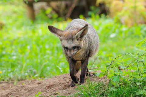 A Bat-eared fox (Otocyon megalotis) runs across a green meadow