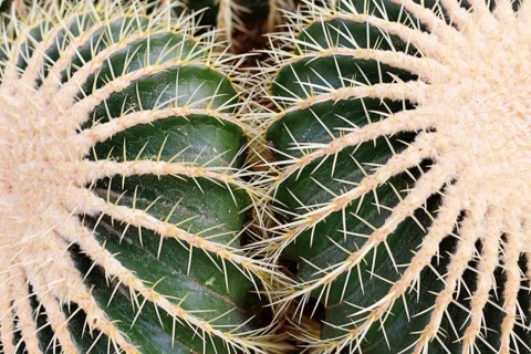 Close up of large 'Echinocactus Platyacanthus' giant barrel cacti with white spikes