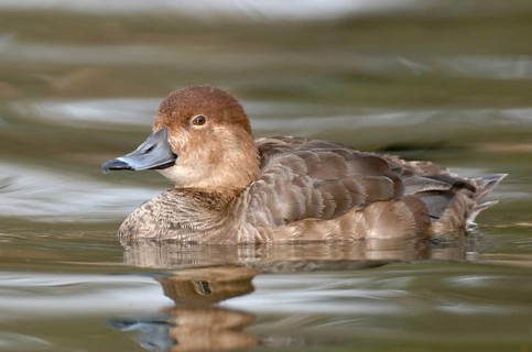 Ring-necked Duck (Aythya collaris) female, Texas, USA, North America