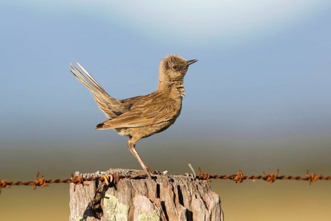 Brown Songlark (Megalurus cruralis) male perched on a barbed wire fence, Victoria, Australia,