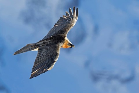 Bearded Vulture (Gypaetus barbatus) flying, Valais, Switzerland, Europe