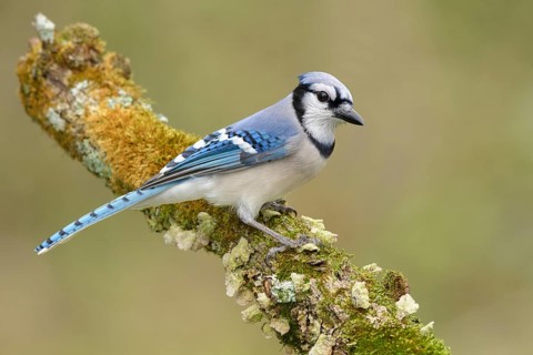 Blue Jay (Cyanocitta cristata), Texas, USA, North America