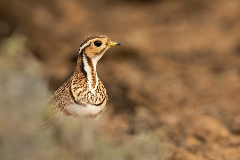 Three-banded Courser (Rhinoptilus cinctus), Kakamega Forest, Kenya, Africa