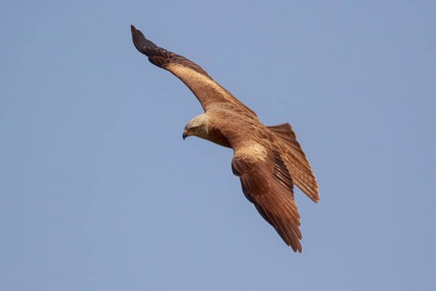 Black Kite (Milvus migrans) flying, Spain, Europe