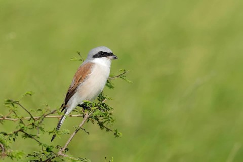 Grauwe Klauwier zittend in de bosjes, Red-backed Shrike sitting in bushes