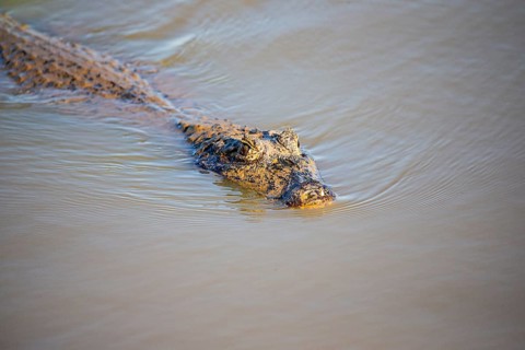 Spectacled caiman (Caiman crocodilius) Panatanal Brazil