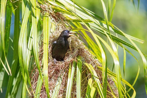 Yellow-rumped cacique (Cacicus cela) Pantanal Brazil