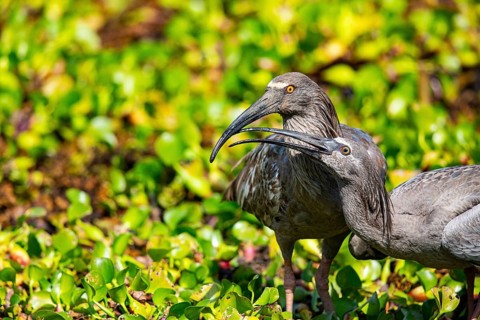 Plumbeous ibis (Harpiprion caerulescens) Pantanal Brazil