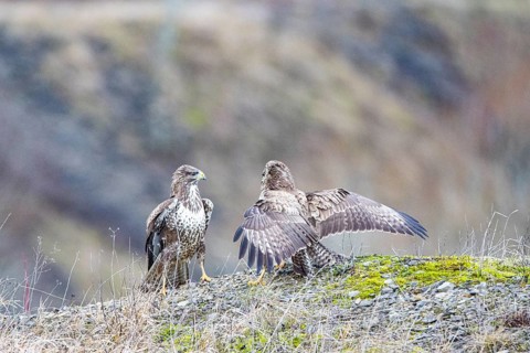 Common buzzard (Buteo buteo) Germany
