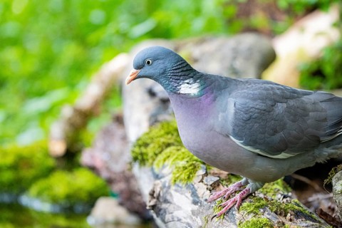 Woodpigeon (Columba palumbus) Germany