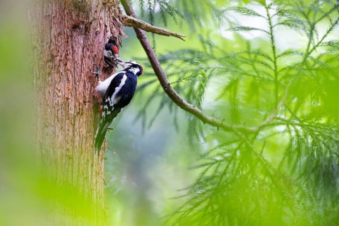 Great spotted woodpecker (Dendrocopos major), male adult bird feeding almost fledged young bird in