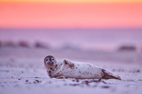 Grey seal (Halichoerus grypus) lying on the beach at sunset, Düne, Helgoland, Schleswig-Holstein,