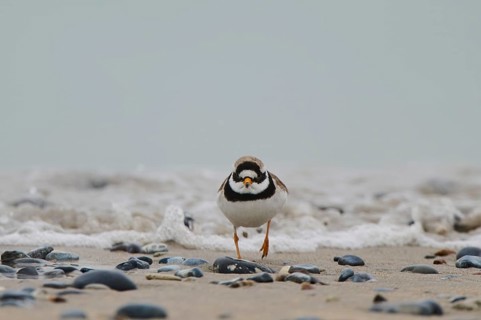 Common ringed plover (Charadrius hiaticula) on the beach, Düne, Helgoland, Schleswig-Holstein,