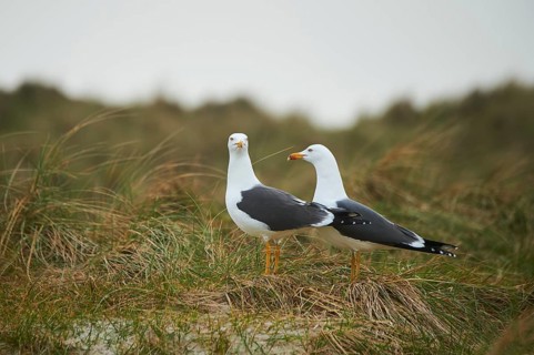 Yellow-legged gull (Larus michahellis) standing in the grass, Düne, Helgoland, Schleswig-Holstein,
