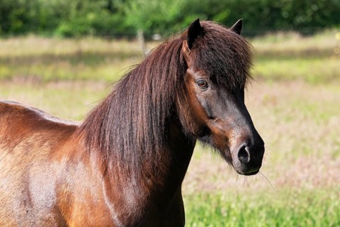 Icelandic horse (Equus islandicus), gelding, Schleswig-Holstein, Germany, Europe