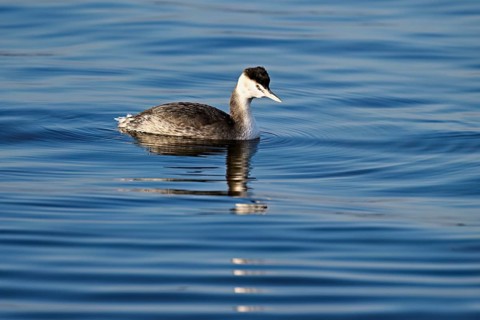 Red-necked Grebe (Podiceps grisegena), full-grown, in the winter plumage, swimming in Lake Zug,