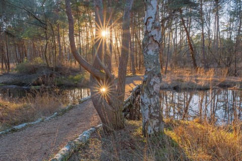 View of a backlit path in the moor adventure trail, Sonnenstrahl, Otternhagener Moor, Resse,