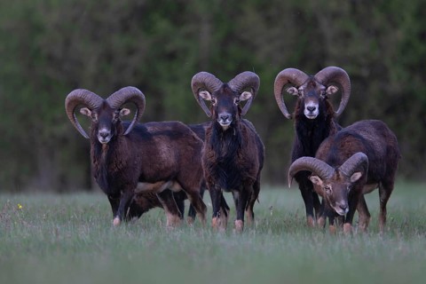 European mouflon (Ovis gmelini musimon, Syn.: Ovis orientalis musimon, Ovis aries musimon),