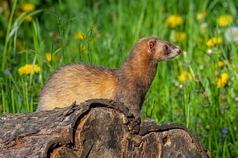 Erythristic European polecat (Mustela putorius) on the hunt, looking for prey from fallen tree