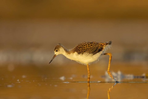 Black-winged Stilt (Himantopus himantopus) juvenile foraging, North Rhine-Westphalia, Germany,