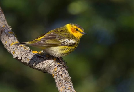 Cape May Warbler (Setophaga tigrina) male, Michigan, USA, North America