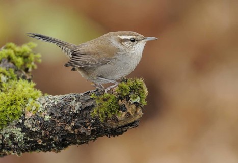 Bewick's Wren (Thryomanes bewickii), Canada, North America