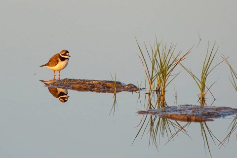 Common Ringed Plover (Charadrius hiaticula), Mallorca, Spain, Europe