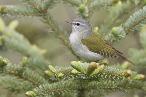 Tennessee Warbler (Leiothlypis peregrina), Manitoba, Canada, North America