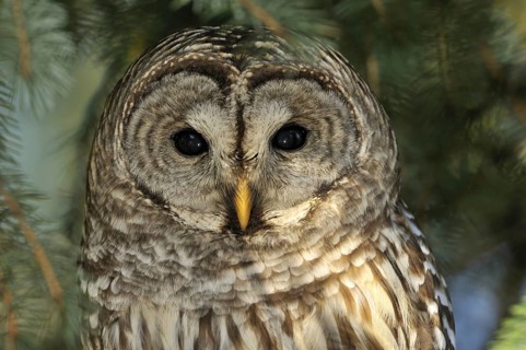 Barred Owl (Strix varia), USA, North America