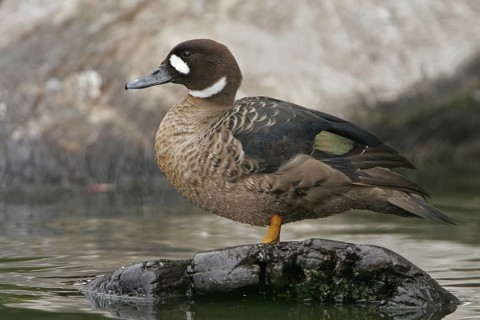 Bronze-winged Duck (Speculanas specularis), California, USA, North America