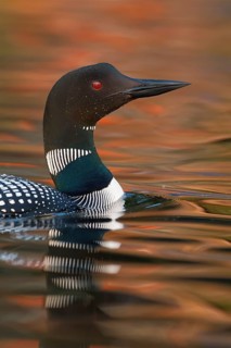 Common Loon : Lake Nettie : Presque Isle County, MI
