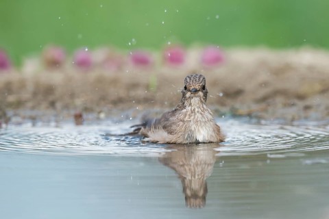Spotted Flycatcher (Muscicapa striata) bathing, Aosta Valley, Italy, Europe