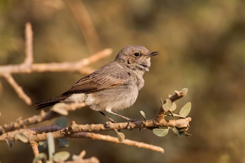Blackstart (Oenanthe melanura) singing, Oman, Asia