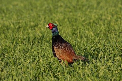 Common Pheasant (Phasianus colchicus) male, Lower Saxony, Germany, Europe