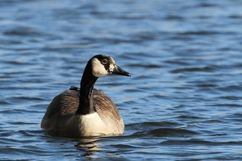 Canada Goose (Branta canadensis) female, Lower Saxony, Germany, Europe