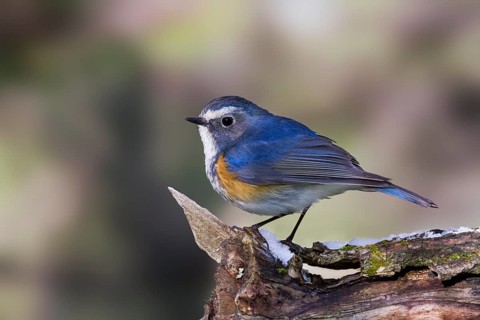 Orange-flanked Bluetail - Blauschwanz - Tarsiger cyanurus, Kazakhstan, male, Asia